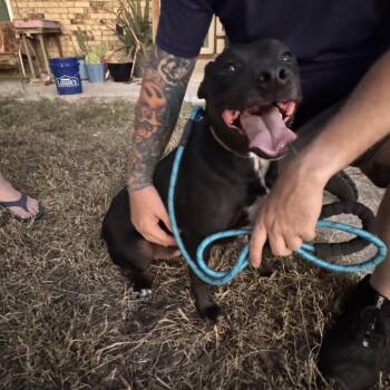 Rescue Weimaraner Dogs for Adoption in Pottsboro, Texas - Zeak | PetCurious