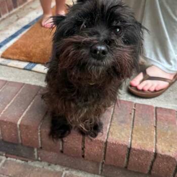 Zeke -  Cairn Terrier and Yorkshire Terrier Dog for Adoption in South Riding, Virginia - Zeke | PetCurious