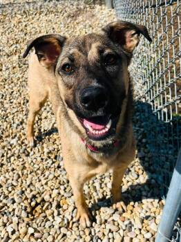 Sellma -  German Shepherd Dog Dog for Adoption in Edmonton, Alberta - Sellma | PetCurious
