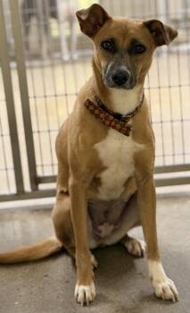 Mixed Breed Dogs Available for Adoption in Cincinnati, Ohio - Ferry | PetCurious