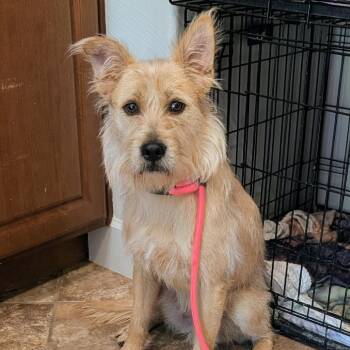 Terrier Dogs Available for Adoption in Las Vegas, Nevada - Tull F NV | PetCurious