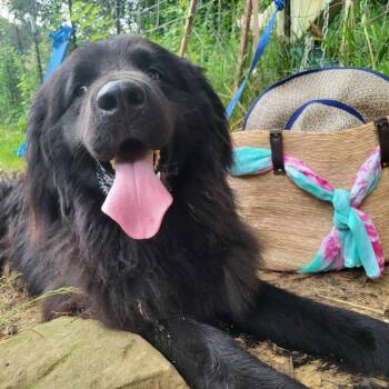 Rescue Newfoundland Dog Dogs for Adoption in Lancaster, Ohio - Zeus | PetCurious
