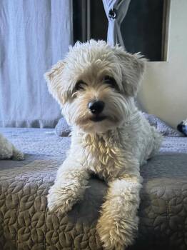 Maltipoo Dogs Available for Adoption in Los Angeles, California - Tucker~ Water Lover | PetCurious