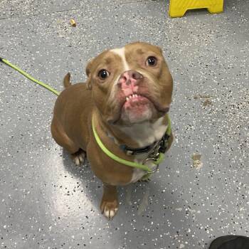 Ari -  Mixed Breed Dog for Adoption in Walker, Michigan - Ari | PetCurious