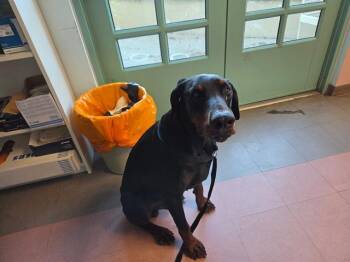 Doberman Pinscher Dogs Available for Adoption - HARDEES | PetCurious