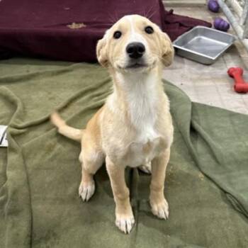 Mixed Breed Dogs Available for Adoption - Ariel | PetCurious