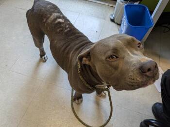 OLESYA -  Pit Bull Terrier Dog for Adoption in Kent, Washington - OLESYA | PetCurious