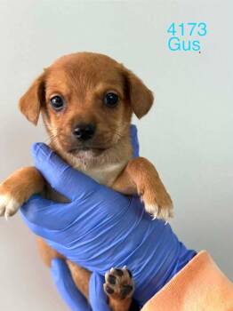Beagle Dogs Available for Adoption in New York, New York - Gus (AL) | PetCurious