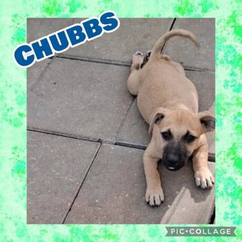 Chubbs -  West Highland White Terrier Westie and Dachshund Dog for Adoption in Ringwood, New Jersey - Chubbs | PetCurious