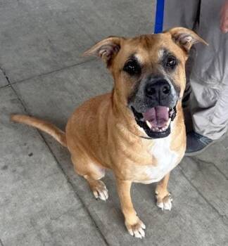 Rescue German Shepherd Dog and Mixed Breed Dogs for Adoption in Twinsburg, Ohio - Rocky | PetCurious