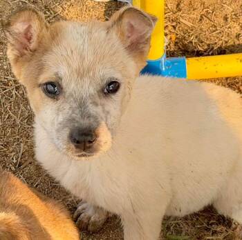 Australian Cattle Dog Blue Heeler Dogs Available for Adoption - Iva | PetCurious