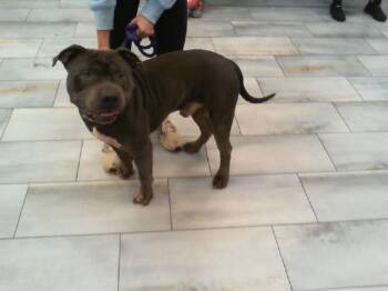 Pit Bull Terrier Dogs Available for Adoption in Charlotte, North Carolina - A1265131 | PetCurious