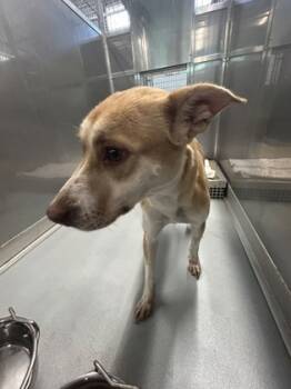 Rescue Siberian Husky and Mixed Breed Dogs for Adoption in Largo, Florida - Huda | PetCurious