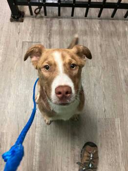 Australian Shepherd Dogs Available for Adoption in Wantagh, New York - Malachi | PetCurious