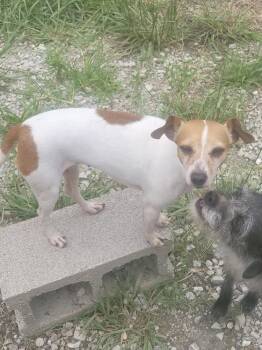 Arica -  Jack Russell Terrier Dog for Adoption in Bolivar, Missouri - Arica | PetCurious