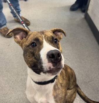 Kayo -  Mixed Breed Dog for Adoption in West Chester, Pennsylvania - Kayo | PetCurious