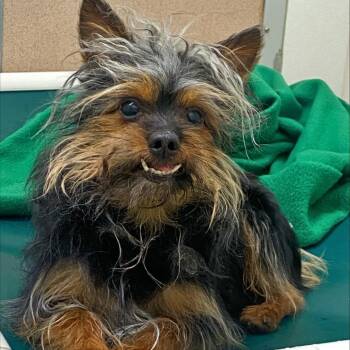 Professor Ned -  Mixed Breed Dog for Adoption in Oshkosh, Wisconsin - Professor Ned | PetCurious