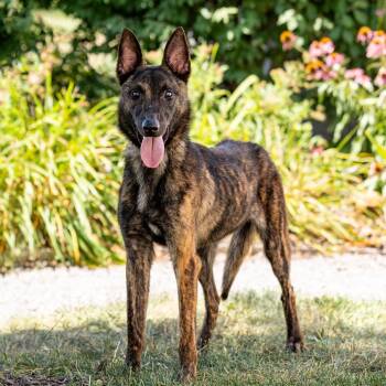 Dante -  Dutch Shepherd Dog for Adoption in Council Bluffs, Iowa - Dante | PetCurious