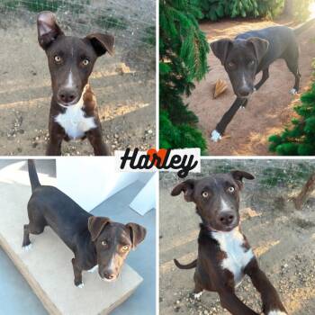 Doberman Pinscher and Labrador Retriever Dogs Available for Adoption - Harley | PetCurious