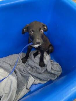 JORDAN -  Mixed Breed Dog for Adoption in Dallas, Texas - JORDAN | PetCurious