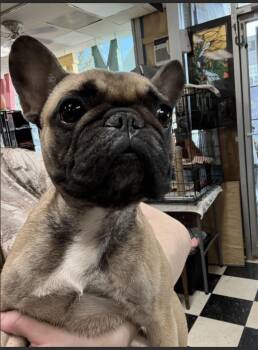 Phoebe -  Boxer Dog for Adoption in Chicago, Illinois - Phoebe | PetCurious