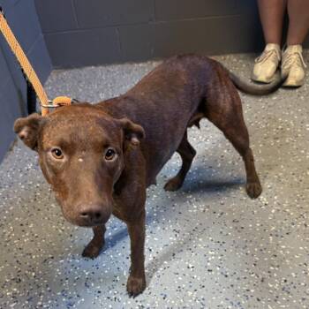 Bobbie Sue -  Pit Bull Terrier and Hound Dog for Adoption in Tuscaloosa, Alabama - Bobbie Sue | PetCurious