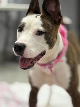 Splamantha -  Bull Terrier and American Staffordshire Terrier Dog for Adoption in Detroit, Michigan - Splamantha | PetCurious