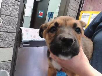 German Shepherd Dog and Mixed Breed Dogs Available for Adoption in Tulsa, Oklahoma - FRITA | PetCurious