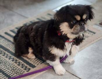 Pekingese Dogs Available for Adoption - Holly | PetCurious