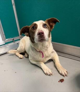 Hound and Siberian Husky Dogs Available for Adoption - LAINEY | PetCurious