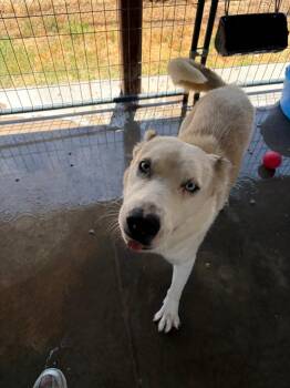 Olaf -  Husky Dog for Adoption in Big Spring, Texas - Olaf | PetCurious