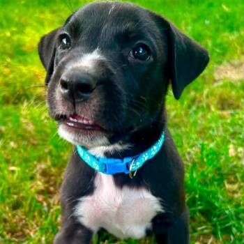 Zeus -  Catahoula Leopard Dog Dog for Adoption in Clinton, Wisconsin - Zeus | PetCurious