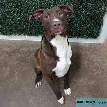 Rescue Labrador Retriever and Pit Bull Terrier Dogs for Adoption in Lexington, Kentucky - Matthew McConaughey | PetCurious