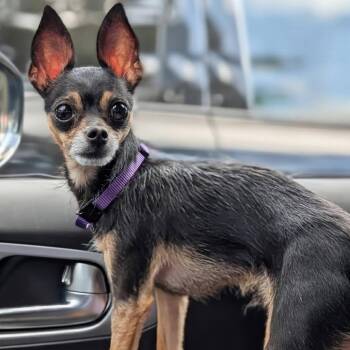 Diesel -  Chihuahua Dog for Adoption in Park Row, Texas - Diesel | PetCurious