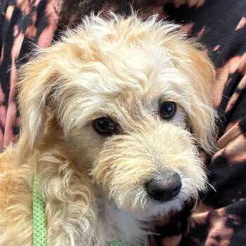Darby -  Terrier Dog for Adoption in Yuma, Arizona - Darby | PetCurious