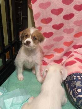 Cheerios -  Chihuahua and Shih Tzu Dog for Adoption in Pottstown, Pennsylvania - Cheerios | PetCurious