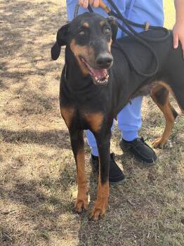 Cleo -  Doberman Pinscher Dog for Adoption in Las Vegas, New Mexico - Cleo | PetCurious