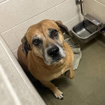 Boxer Dogs Available for Adoption in Harrisonburg, Virginia - 70664 | PetCurious