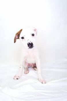 Otter -  Australian Cattle Dog Blue Heeler Dog for Adoption in Bixby, Oklahoma - Otter | PetCurious