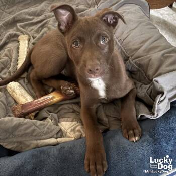 Amber -  Labrador Retriever Dog for Adoption in Washington, District Of Columbia - Amber | PetCurious