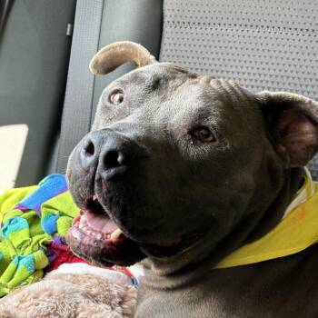 Barracuda -  Pit Bull Terrier Dog for Adoption in Angleton, Texas - Barracuda | PetCurious