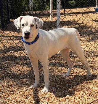 MONA LEASHA -  Mixed Breed Dog for Adoption in Jacksonville, Florida - MONA LEASHA | PetCurious