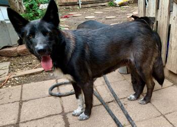 Lainey -  Dutch Shepherd Dog for Adoption in Plano, Texas - Lainey | PetCurious