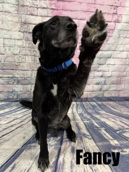 Black Labrador Retriever Dogs Available for Adoption - Fancy | PetCurious