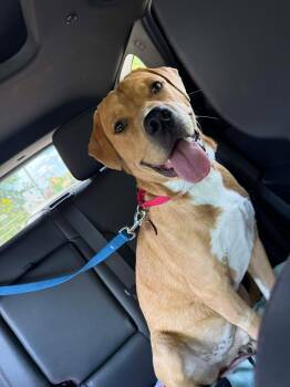 Basset Hound and Labrador Retriever Dogs Available for Adoption in Seguin, Texas - King | PetCurious