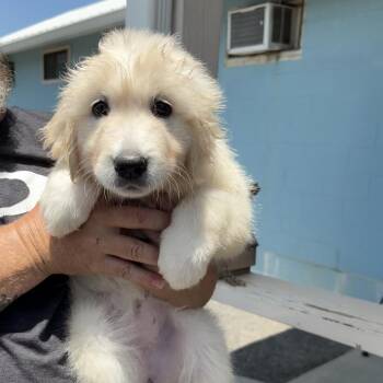 Penelope -  Great Pyrenees and Anatolian Shepherd Dog for Adoption in Jefferson City, Tennessee - Penelope | PetCurious