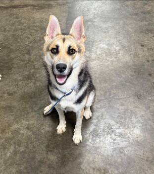 Rescue Husky Dogs for Adoption in Indianapolis, Indiana - Foxy | PetCurious
