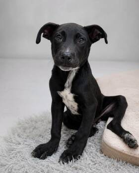 Hulk -  American Bulldog Dog for Adoption - Hulk | PetCurious