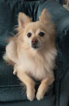 Jager (Jag) -  Pomeranian Dog for Adoption in Toronto, Ontario - Jager (Jag) | PetCurious