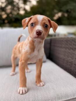 Acorn -  Australian Shepherd and Mixed Breed Dog for Adoption in Lindenhurst, New York - Acorn | PetCurious